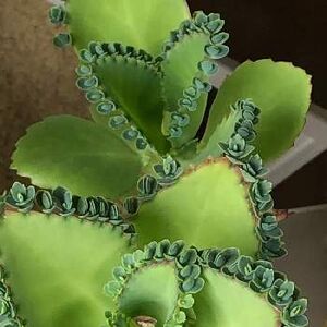 子宝草