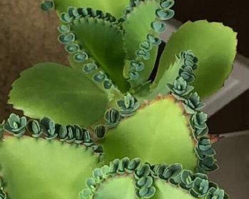子宝草
